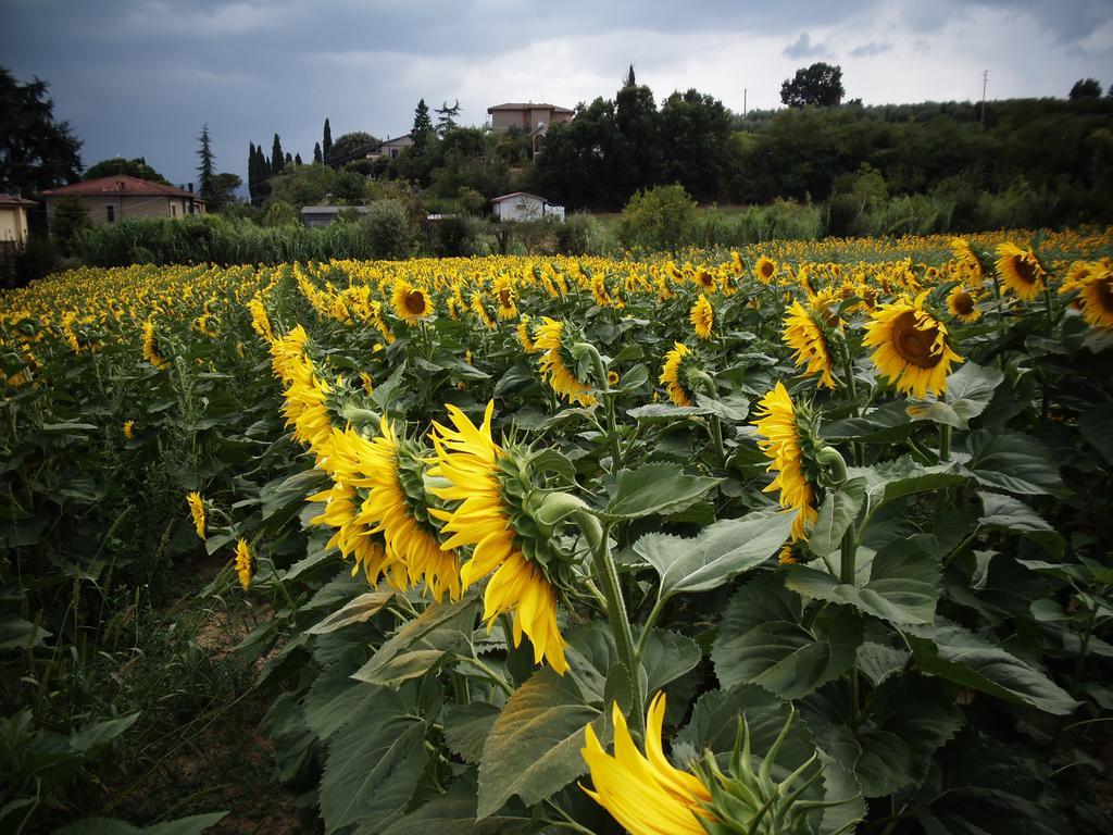 Podere La Capacciola *