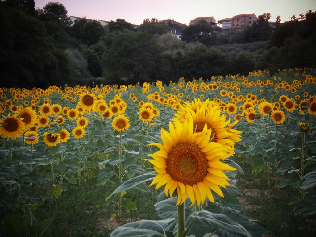 Podere La Capacciola *